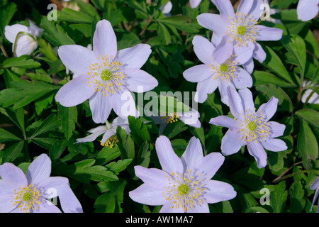 Light blue flowers of garden plant Anemone nemorosa Robinsoniana Stock Photo