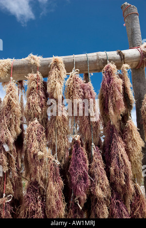 Seaweed hanging out to dry Chwaka village Zanzibar Tanzania Stock Photo