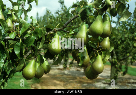 Heavy crop of ripe pears variety Conference on the tree Stock Photo