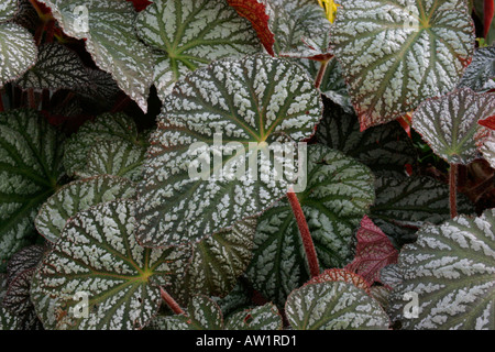 Begonia rex leaves Stock Photo