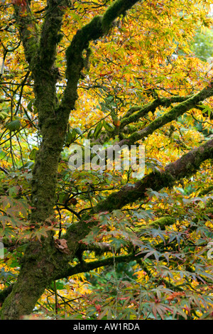 Coloured leaves and moss covered branches of old acer tree in autumn Stock Photo
