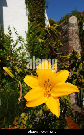 English country garden in full colour Stock Photo - Alamy