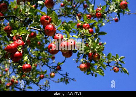 Red apples on a tree and blue sky Stock Photo