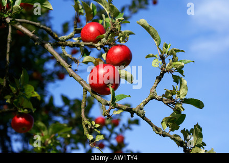 Red apples on a tree and blue sky Stock Photo