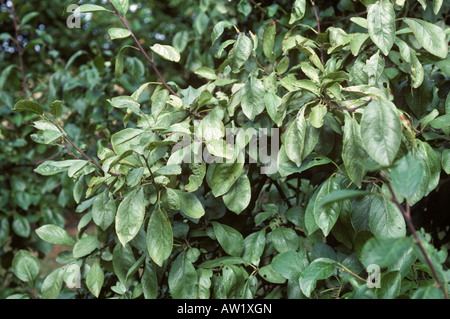 Silver leaf Chondrostereum purpureum infection symptoms on plum tree leaves Stock Photo