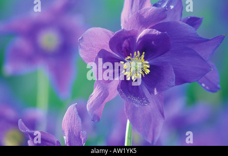 Siberian Columbine / Aquilegia glandulosa. Altai-Sayan region, sibalpine meadows. Stock Photo