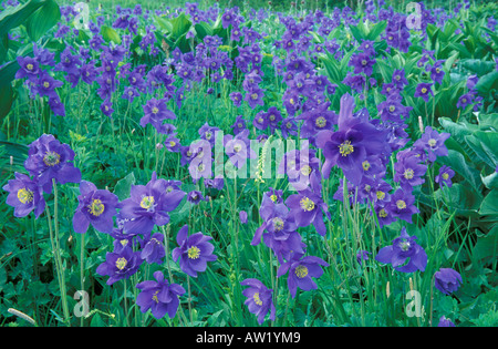 Siberian Columbine / Aquilegia glandulosa. Altai-Sayan region, sibalpine meadows Stock Photo