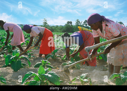 African women with hoe amid rows of tobacco plants on plantation in Zimbabwe Stock Photo