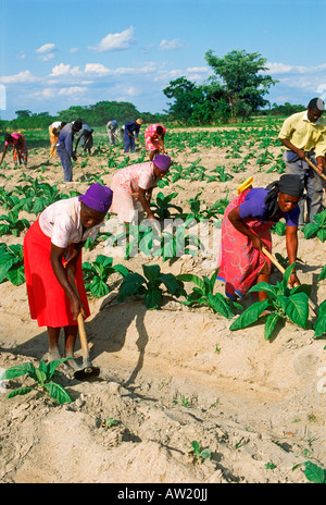 African men and women hoeing amid rows of tobacco plants on plantation in Zimbabwe Stock Photo