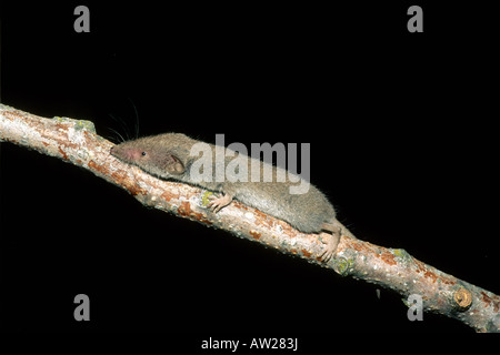 Etruscan Shrew (Suncus etruscus), one of the smallest mammals known Stock Photo