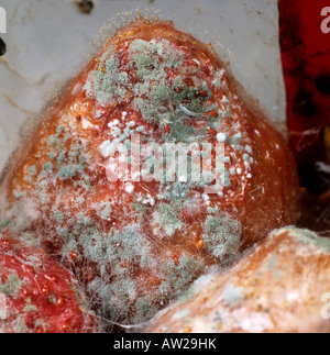 Strawberry with Molds and Closeup View of Mold Fungi Penicillium  Responsible for Food Spoilage Stock Image - Image of mold, biology:  151096921