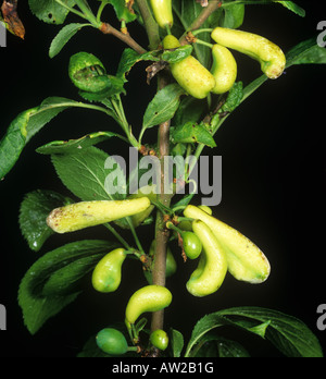 Pocket plum Taphrina pruni diseased misshapen plum fruit Stock Photo