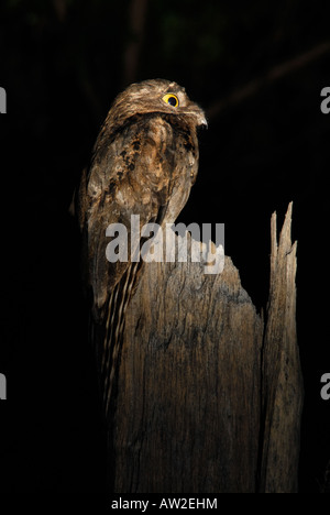 Common Potoo Stock Photo