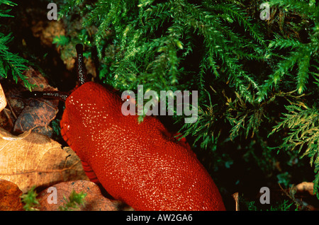 Red slug Arion rufus France Stock Photo