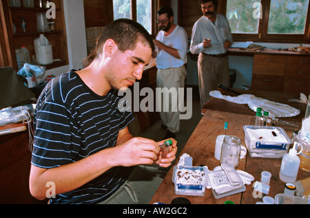 Biologist Classifying insects caught in the private reserve of Bartola Nicaragua Stock Photo