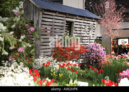 Small slat sided shed fronted by heavily blooming azaleas of different colors plus red tulips and daffodils and flowering cherry Stock Photo