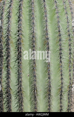 Closeup of Saguaro cactus spines in the Arizona desert Stock Photo