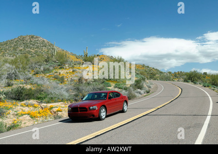 Red car cruises along an Arizona road during a spring poppy bloom in 2008 Stock Photo