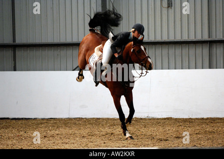 a showjumping horse bucking and trying attempting to through the rider competitor during a competition round in an indoor school Stock Photo