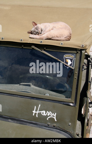 Harriett the Burmese cat asleep on roof of WW2 Willys Jeep called Harry after world war 2 veteran Harry - Harry on Harry Stock Photo