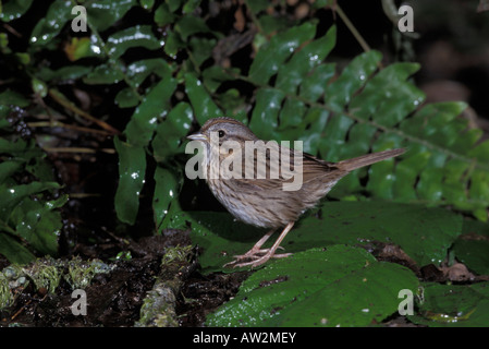 Lincoln's Sparrow, Melospiza lincolnii, at water. Stock Photo