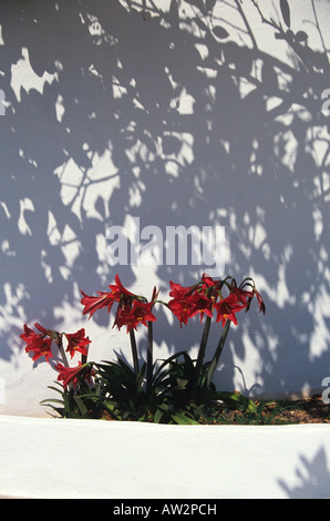 Red Lilies against a white sunlit wall Stock Photo