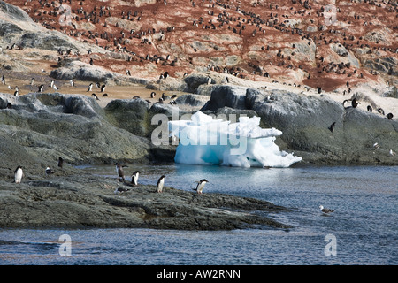 Adelie penguins on shore of Gourdin Island with iceberg in lagoon Stock Photo