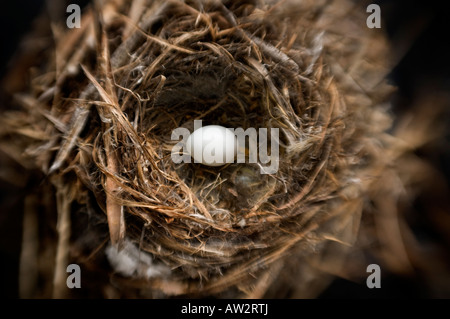 single small bird eggs in nest selective focus special effect Stock Photo