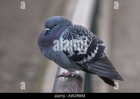 Close up of Feral Pigeon Stock Photo