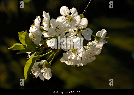 Blossoms on a sour cherry tree (prunus cerasus) against dark unsharp background. Stock Photo