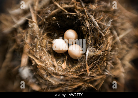 threesmall bird eggs in nest selective focus special effect Stock Photo