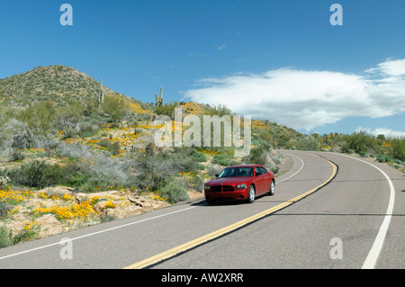 Red car cruises along an Arizona road during a spring poppy bloom in 2008 Stock Photo