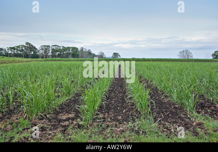 young sugar cane grows in the field Stock Photo