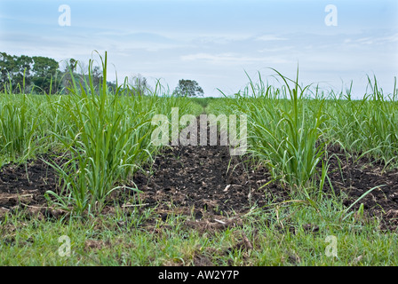 young sugar cane grows in the field Stock Photo