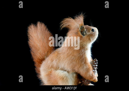 Eichhörnchen, red squirrel Stock Photo