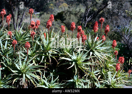 Krans Aloe-Aloe arborescens-Family Liliaceae/Aloaceae Stock Photo