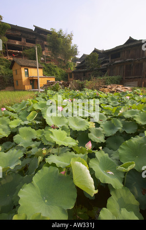 Lotus Pond In Dong Minority Village, Chenyang, Guangxi, China Stock Photo