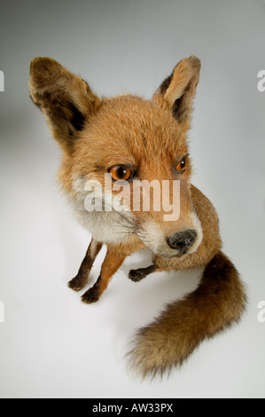 Rotfuchs red fox