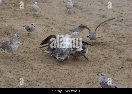 Seagulls fighting over food scraps on the beach Stock Photo