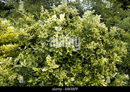 climbing euonymus, wintercreeper euonymus, winter-creeper (Euonymus fortunei 'Golden Tip', Euonymus fortunei Golden Tip), shrub Stock Photo