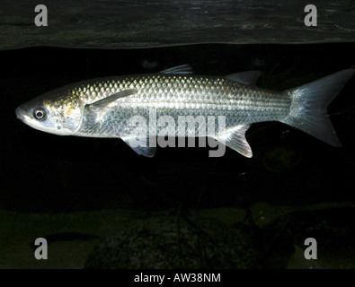 thick-lipped grey mullet, thick-lip grey mullet, thicklip grey mullet (Mugil chelo, Mugil provensalis, Chelon labrosus), latera Stock Photo