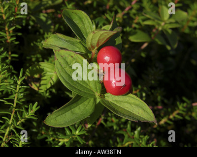 dwarf cornel, dogwood (Cornus suecica), with fruits Stock Photo