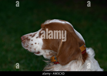 Brittany Spaniel a Portrait dog sitting waiting for his masters next command Stock Photo