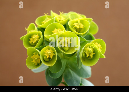 EUPHORBIA MYRSINITES AGM Stock Photo