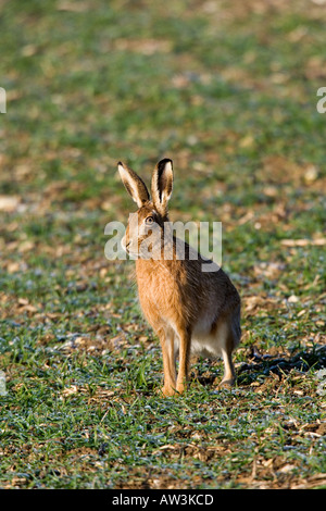 Brown Hare Lepus capensis standing with ears up looking alert on arable land therfield hertfordshire Stock Photo