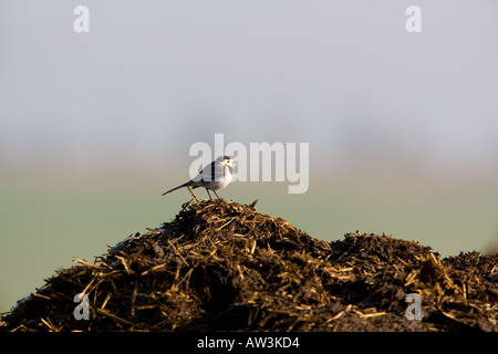 Pied wagtail Motacilla alba Sitting on farm muck heap with blue sky background ashwell hertfordshire Stock Photo