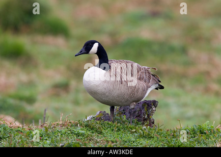 Canada goose Branta canadensis standing looking alert on grass tuft skokholm Stock Photo