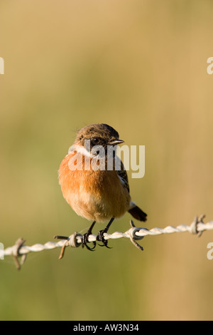 Stonechat Saxicola Torquata Sitting On Barbedwire Fence Stock Photo - Alamy