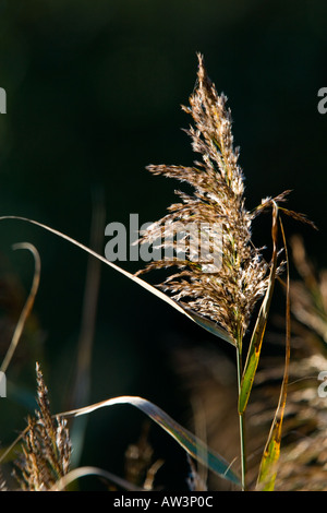 Common Reed Phragmites australis Backlit Fowlmere RSPB reserve Stock Photo