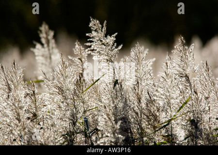 Common Reed Phragmites australis Backlit Fowlmere RSPB reserve Stock Photo